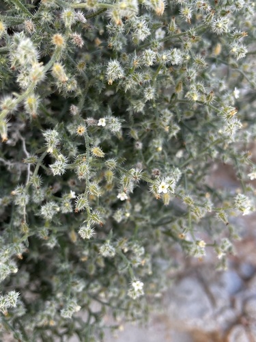 Image of Johnstonella racemosa by (c) Matt Berger, some rights reserved (CC BY)
