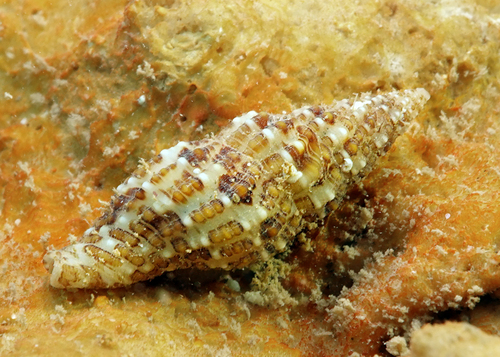 Pisania gracilis observed 2022-08-05