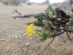 Osteospermum sinuatum sinuatum