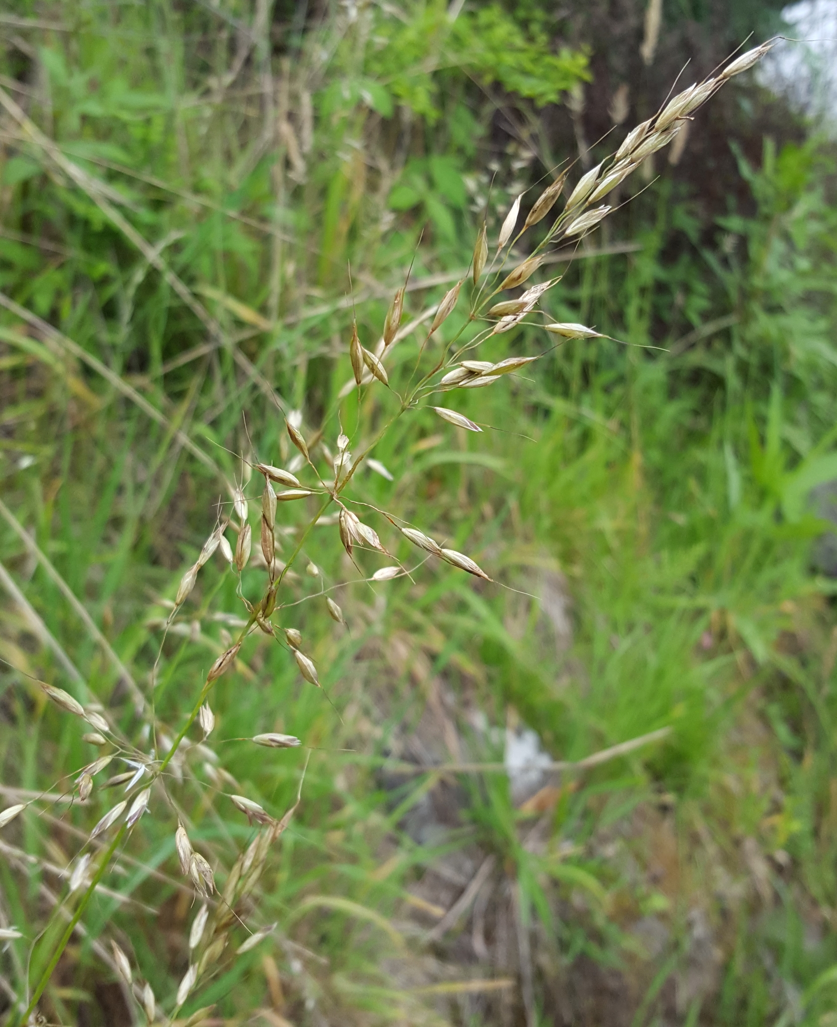 (c) François Rousseu, certains droits réservés (CC BY-NC) https://www.inaturalist.org/observations/150736615