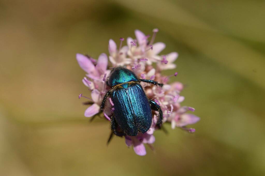 Glaphyrus Maurus From Bordj Zemoura, Algérie On May 21, 2021 At 11:18 