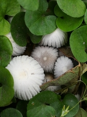 Coprinellus disseminatus