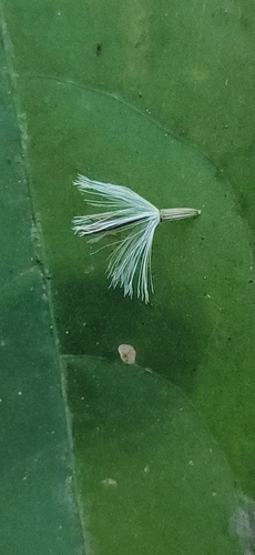 Strobocalyx arborea observed 2023-03-06