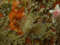 Antiopella cristata