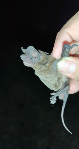 Broad-eared Bat