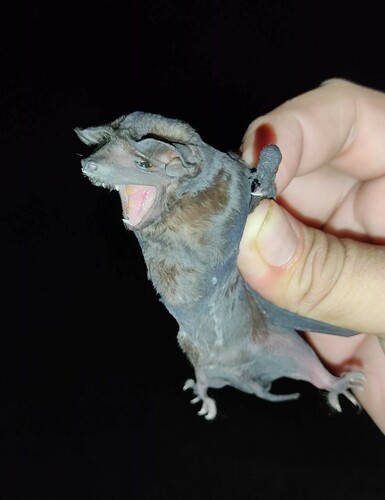 Northern Black Mastiff Bat