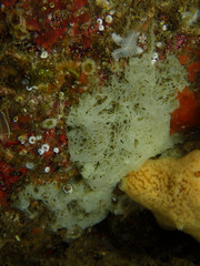 Clathrina coriacea