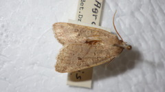 Agrochola laevis