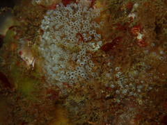Aplidium turbinatum