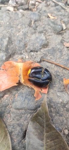 Image of Harpullia arborea by (c) Jyotsna Nag, some rights reserved (CC BY)