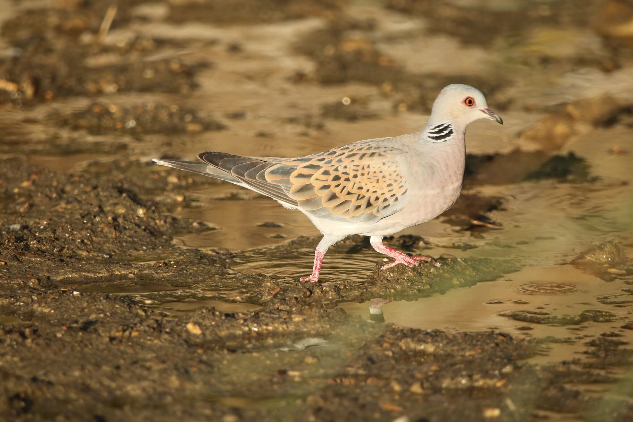 European Turtle Dove