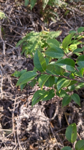 Vaccinium wrightii, photograph 3