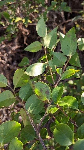 Vaccinium wrightii, photograph 4