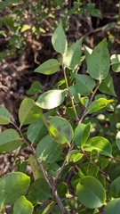 Vaccinium wrightii, photograph (c) 許文俊, some rights reserved (CC BY-SA)
