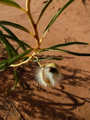Asclepias labriformis