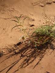 Asclepias labriformis
