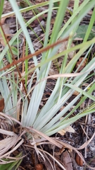 Andropogon virginicus