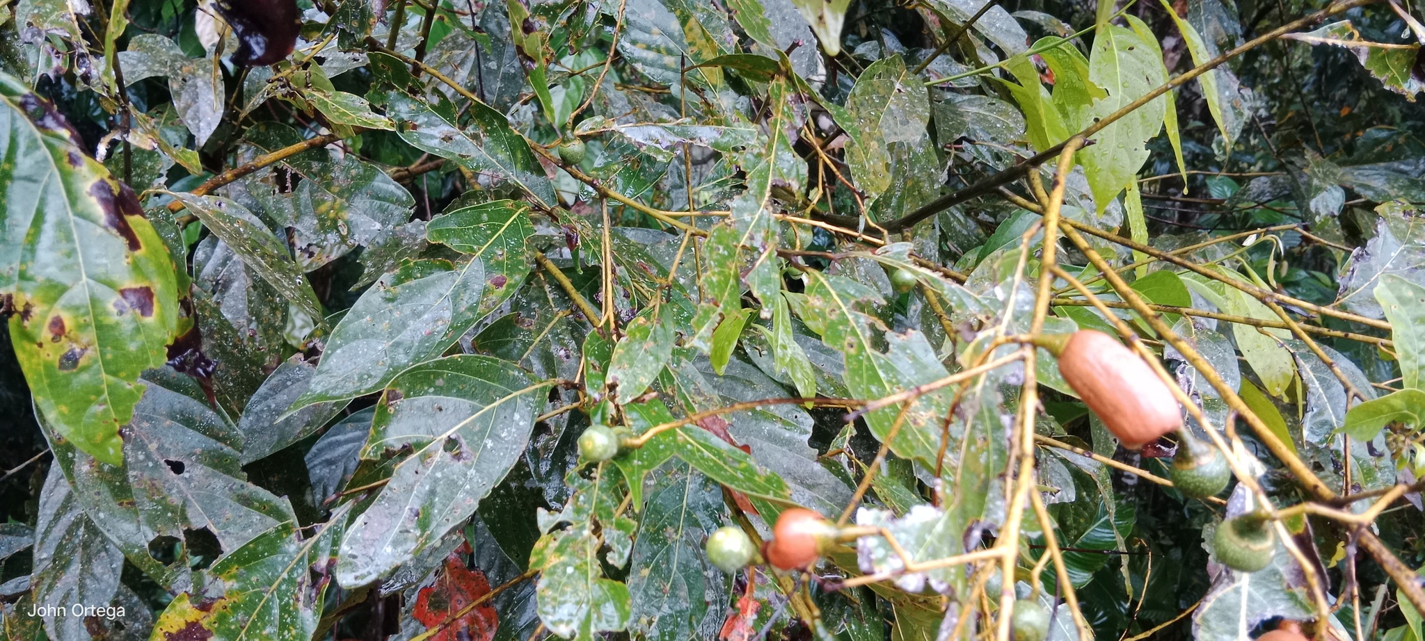 Imagem de Canela-preta