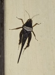 Euparatettix nodulosus