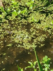 Azolla caroliniana