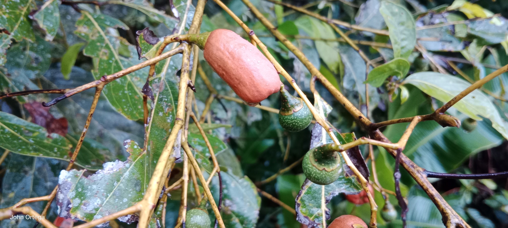 Imagem de Canela-preta