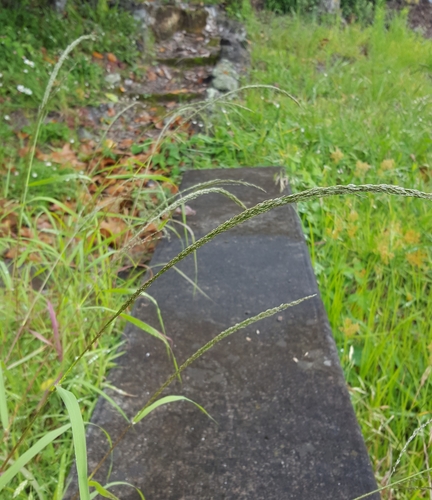 Eragrostis tef observed 2023-02-09