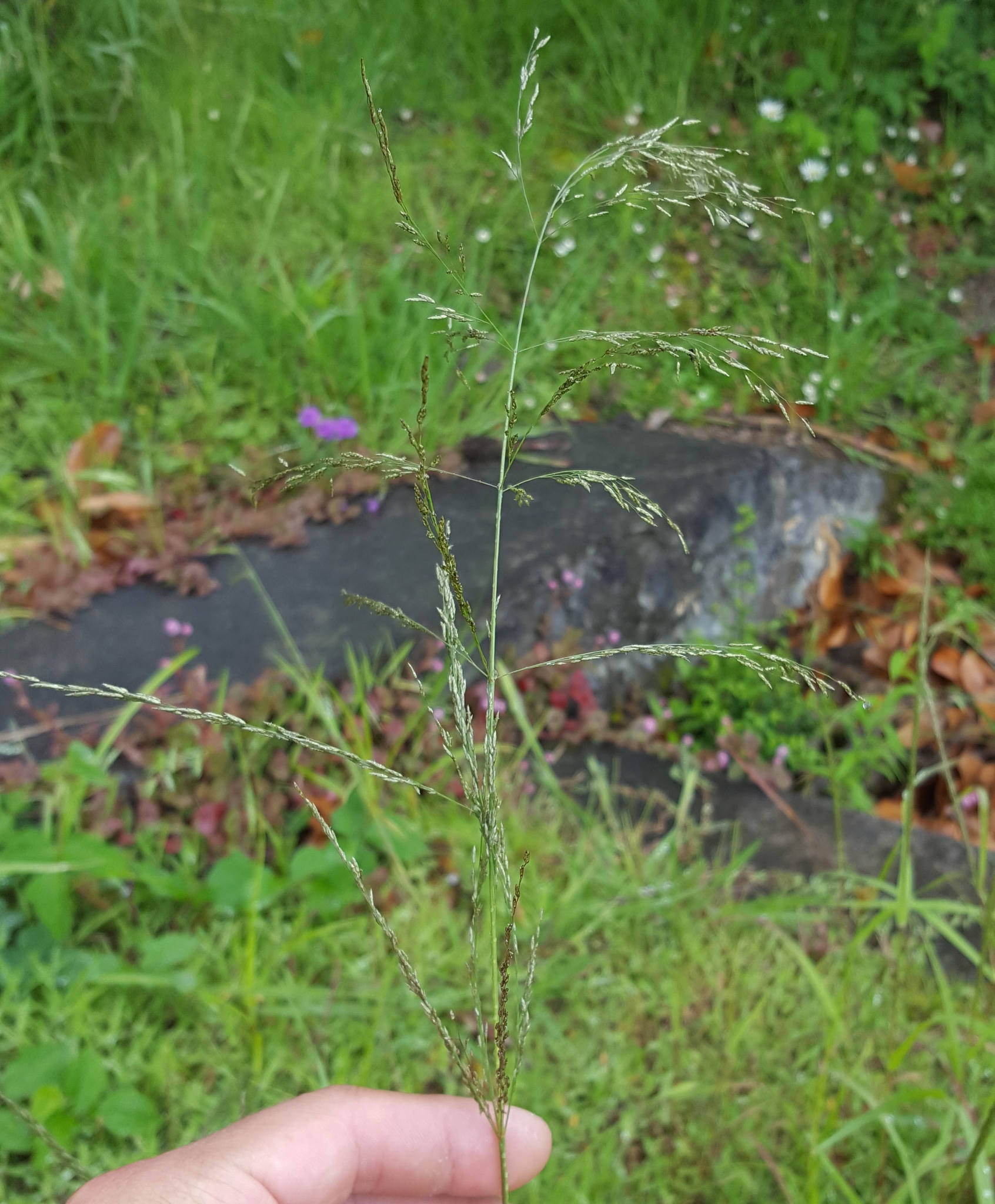(c) François Rousseu, certains droits réservés (CC BY-NC) https://www.inaturalist.org/observations/150738679