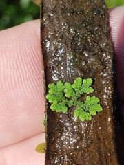 Azolla caroliniana