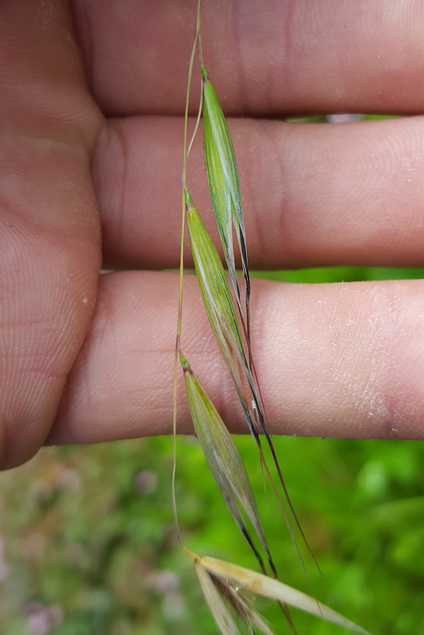 (c) François Rousseu, certains droits réservés (CC BY-NC) https://www.inaturalist.org/observations/150738681