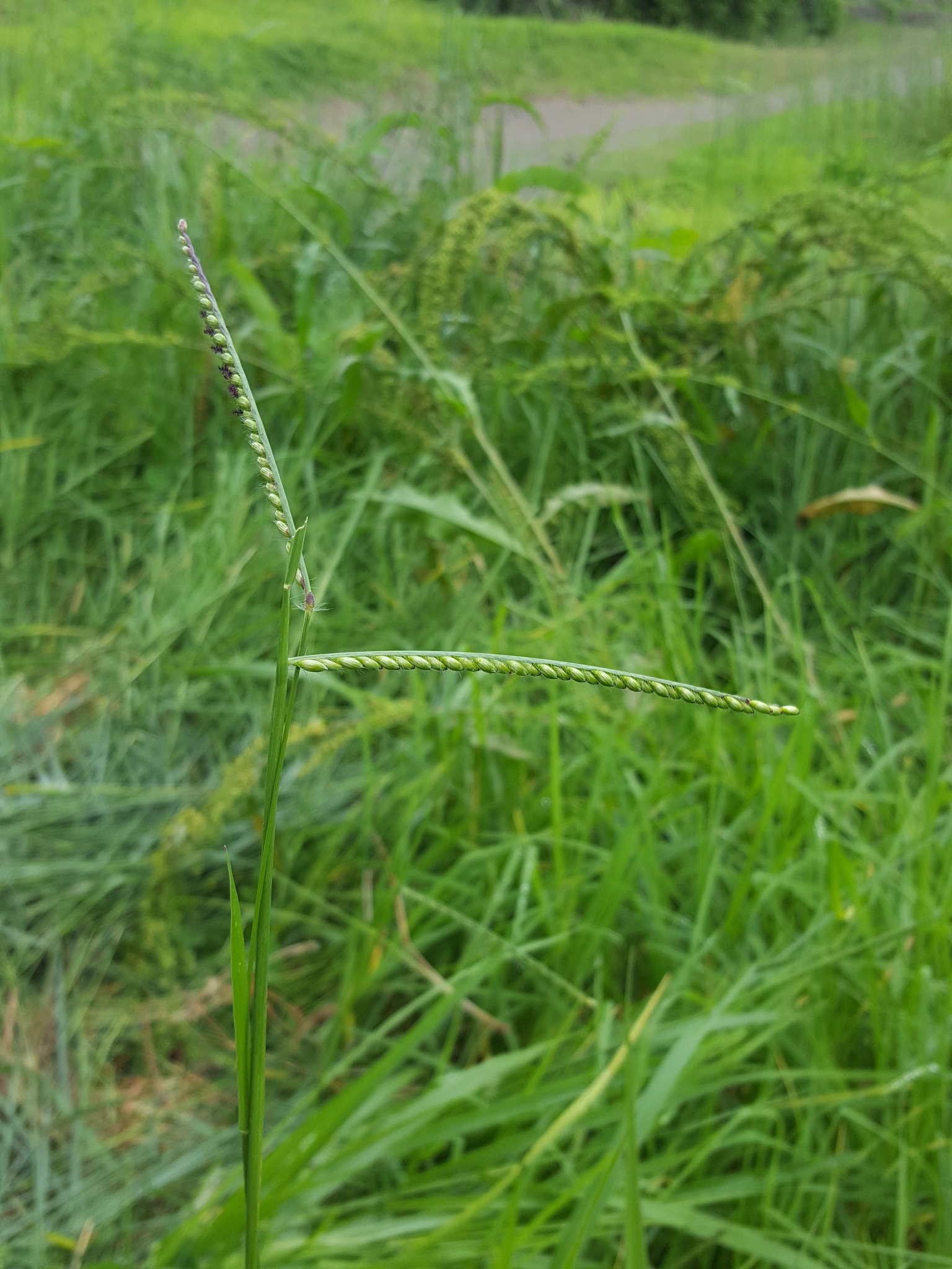 (c) François Rousseu, certains droits réservés (CC BY-NC) https://www.inaturalist.org/observations/150738689