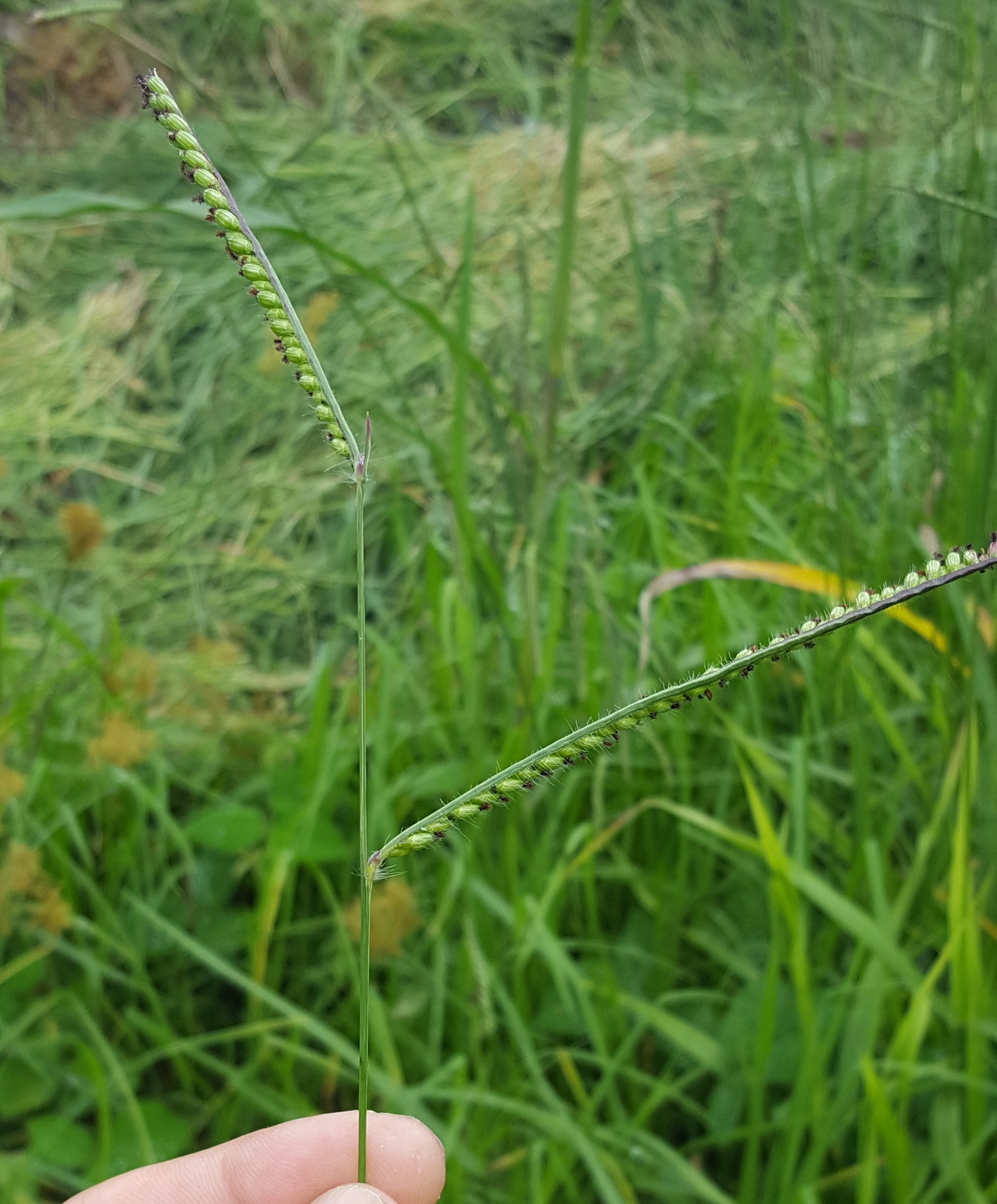 (c) François Rousseu, certains droits réservés (CC BY-NC) https://www.inaturalist.org/observations/150738689