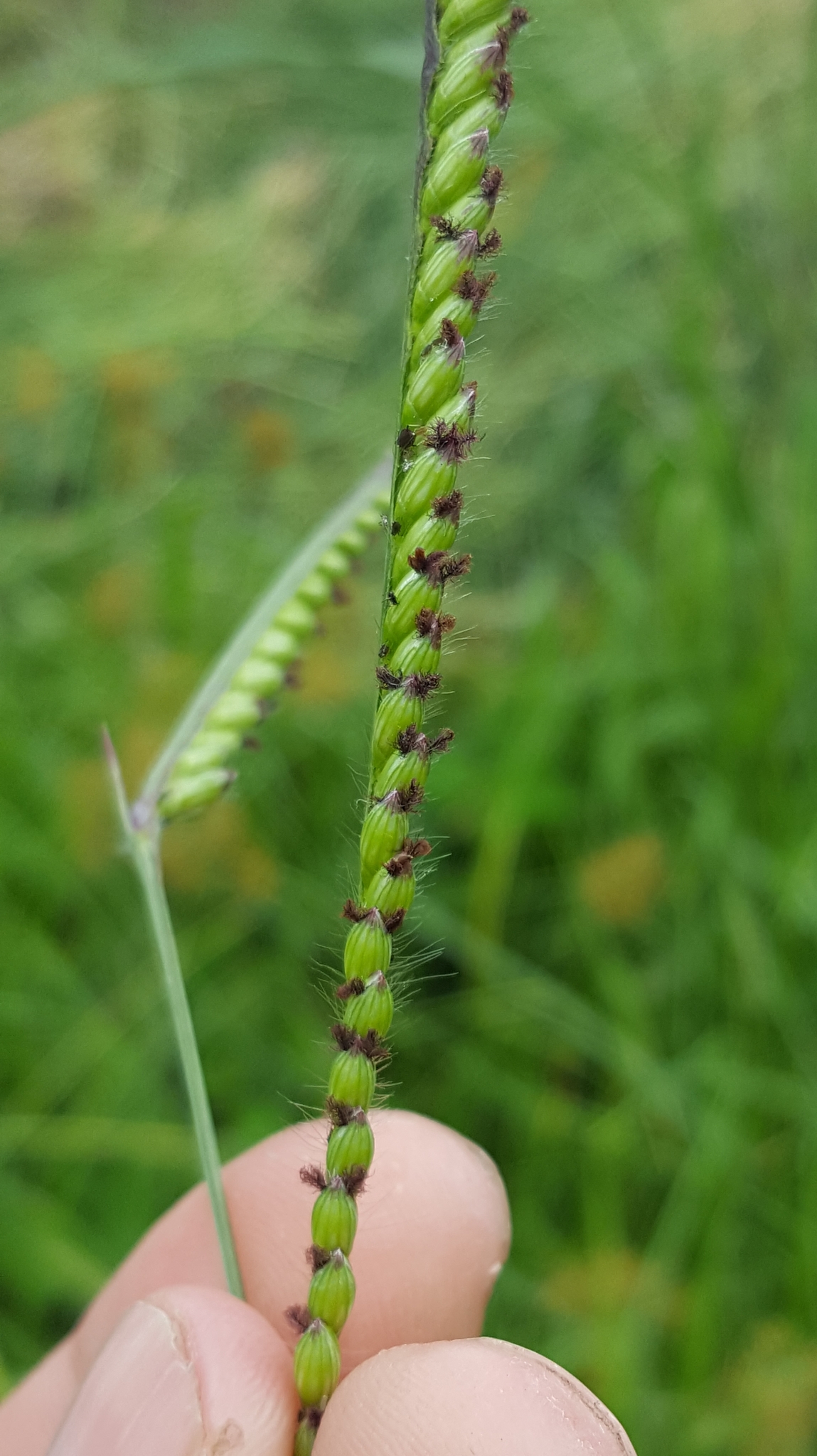 (c) François Rousseu, certains droits réservés (CC BY-NC) https://www.inaturalist.org/observations/150738689