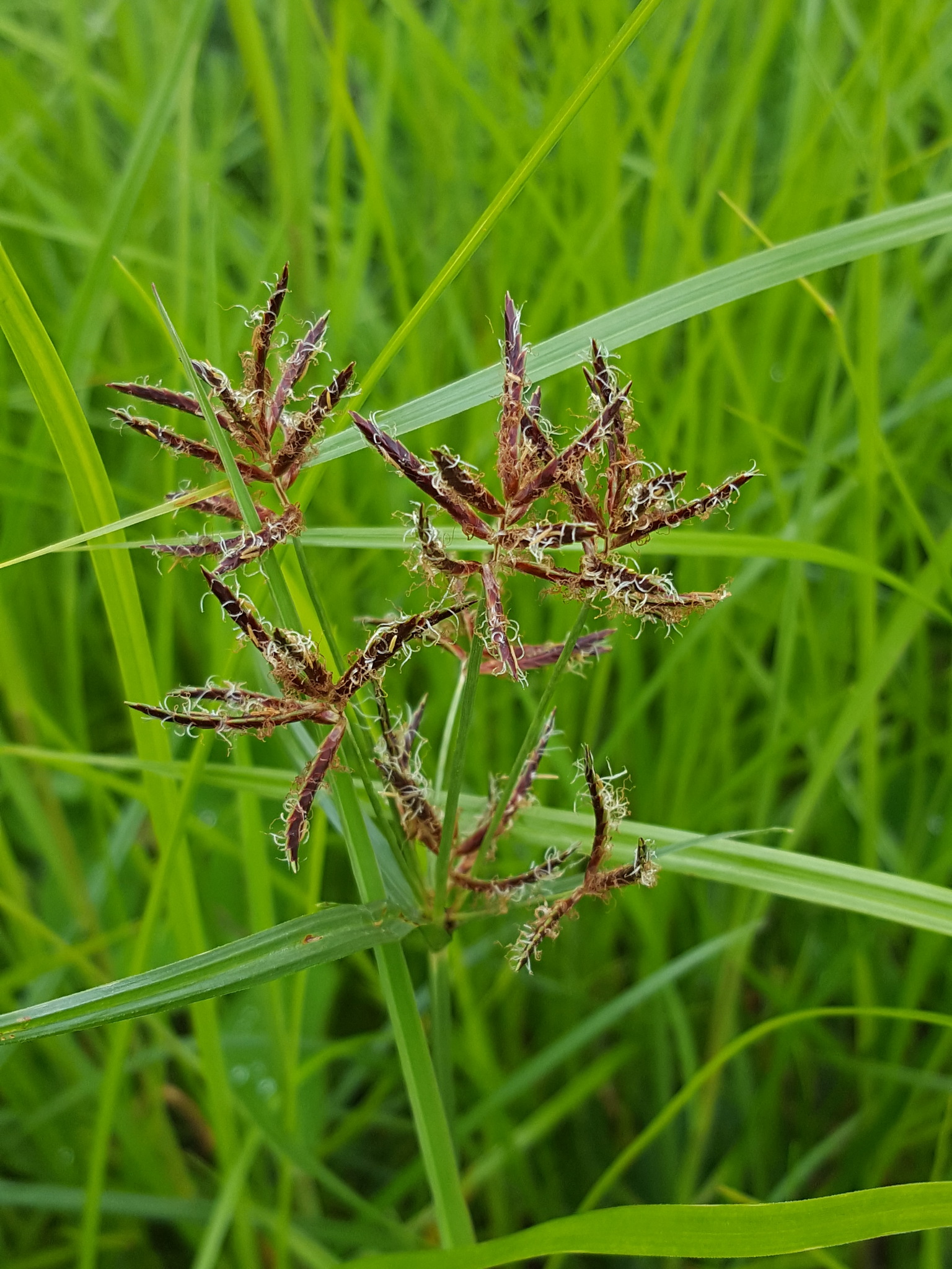 (c) François Rousseu, certains droits réservés (CC BY-NC) https://www.inaturalist.org/observations/150738688