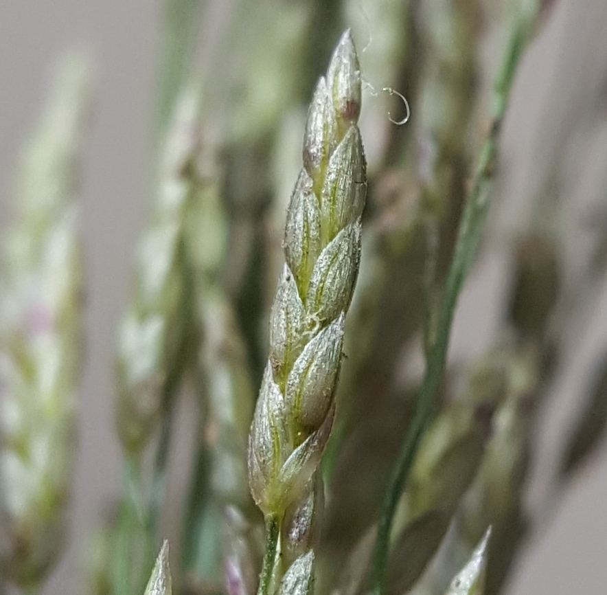 (c) François Rousseu, certains droits réservés (CC BY-NC) https://www.inaturalist.org/observations/150738679
