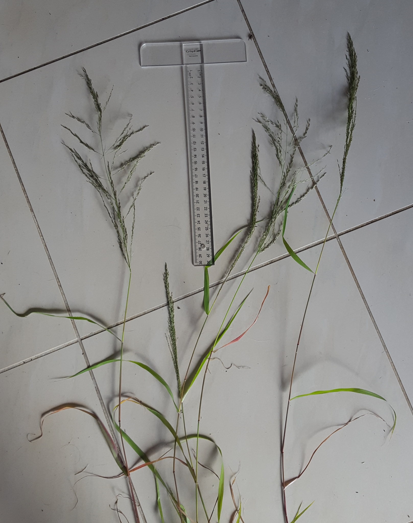(c) François Rousseu, certains droits réservés (CC BY-NC) https://www.inaturalist.org/observations/150738679