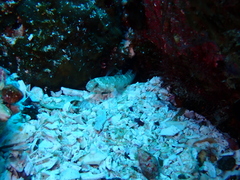 Cable's Goby photo 4