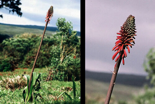 Kniphofia thomsonii image