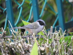 Psaltriparus minimus