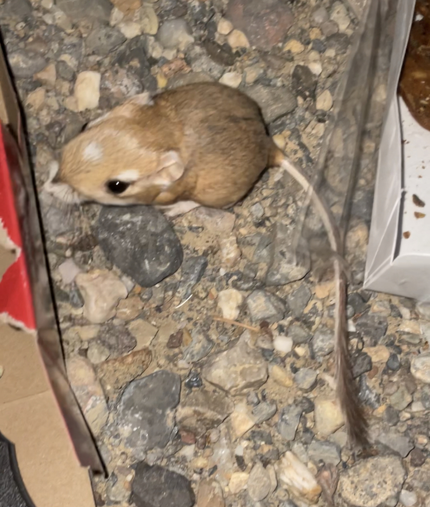 Kangaroo Rats From Death Valley National Park, Inyo, California, United 