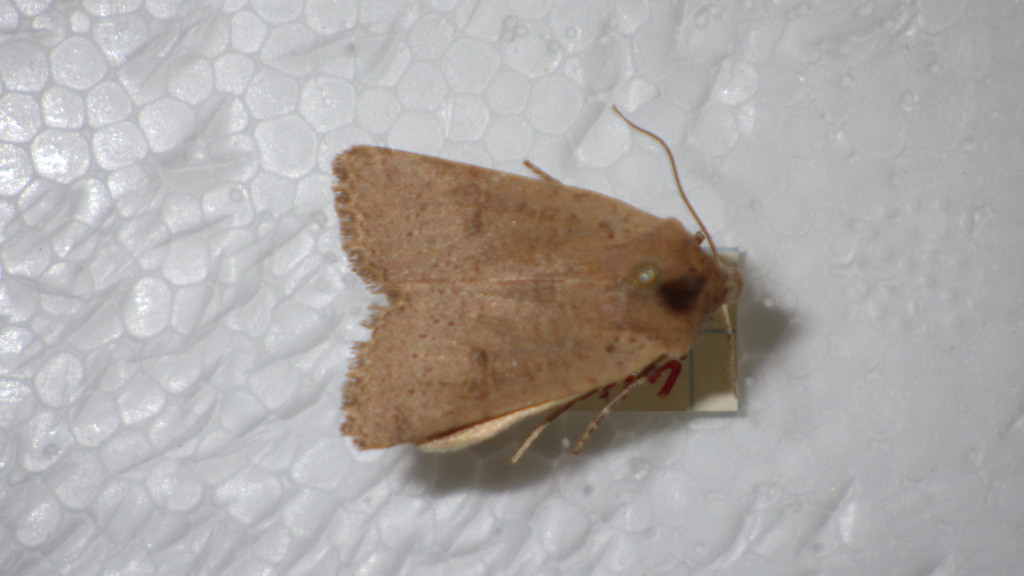 Spudaea ruticilla