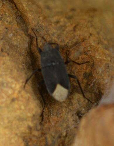 Microtomideus leucodermus