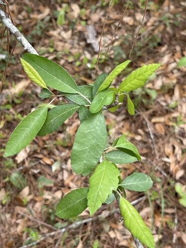 Image of Malus angustifolia by no rights reserved