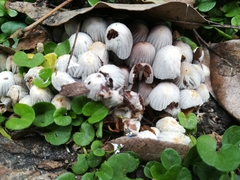 Coprinellus disseminatus