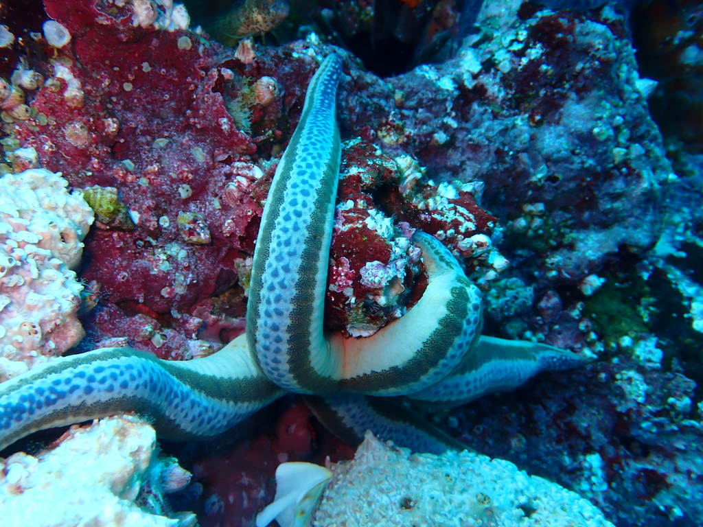 blue-starfish-by-konni-jensen-beautiful-sea-creatures-ocean