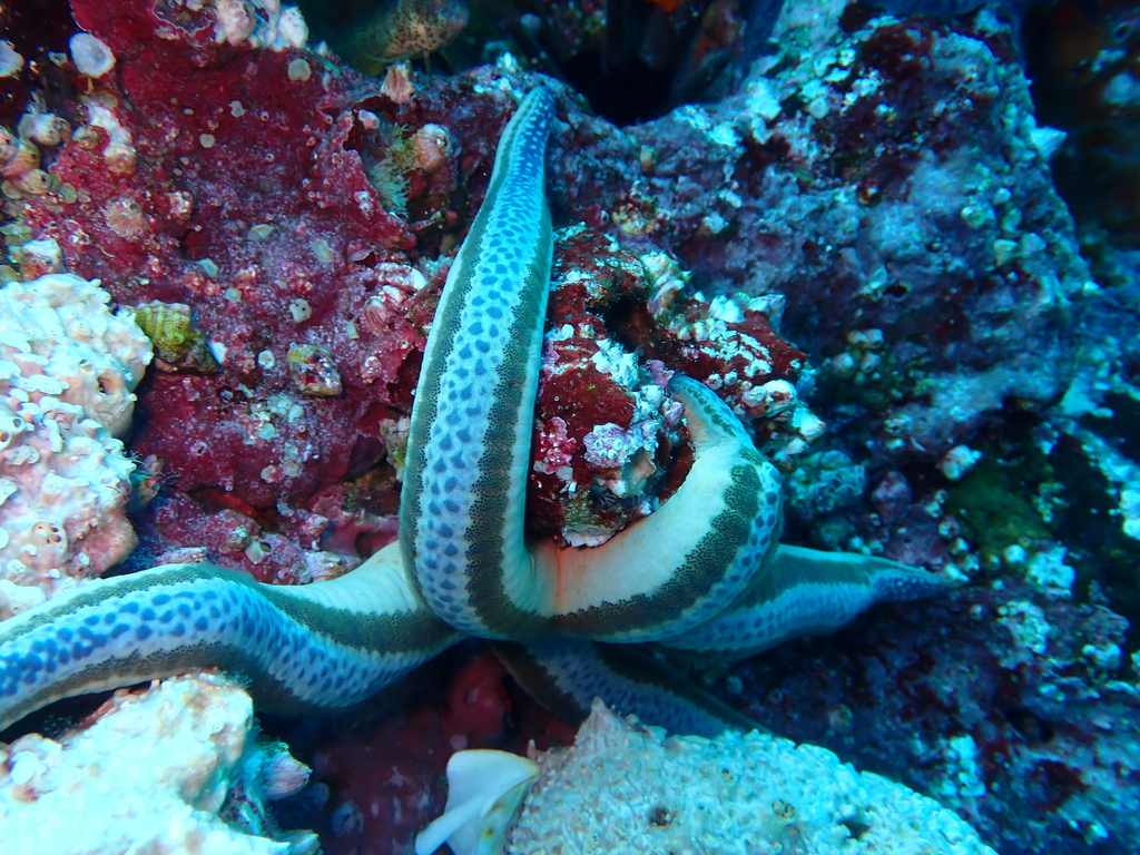 Blue Sea Star From Gordon Rocks Dive Site Ecuador On February 4 2023 