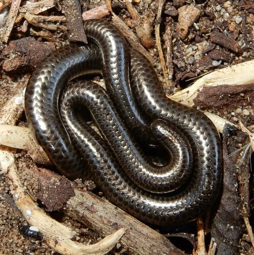 Cape wormsnake, Leptotyphlops nigricans