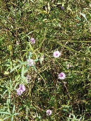Ipomoea heptaphylla