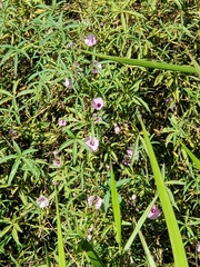 Ipomoea heptaphylla