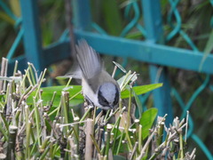 Psaltriparus minimus