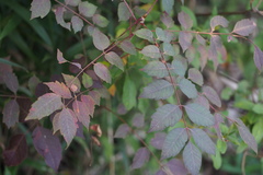 Toxicodendron trichocarpum